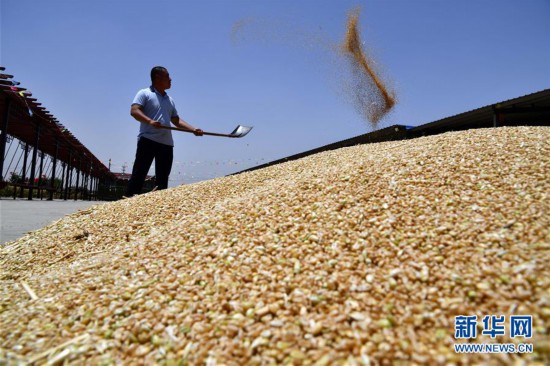 (新華全媒頭條·圖文互動)(2)特殊之年夏糧豐收背后的特殊之舉